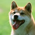 犬のいい話～日常か…