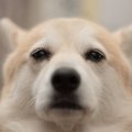 犬の『プライド』を…