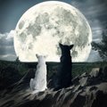 月の満ち欠けは犬の…