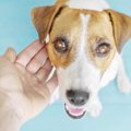 困った犬の食糞！そ…