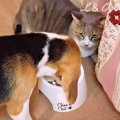 『子犬が猫のご飯を…