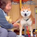 犬がおばあちゃんに…