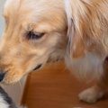 生まれて初めて『大…