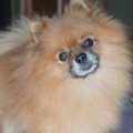 犬がよくする『おち…