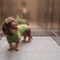 犬とエレベーターに…