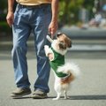 犬をジャンプさせて…