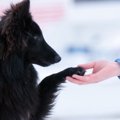わんちゃんに主従関…