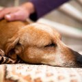 犬のおならが臭い原…