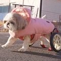 『犬は喜んでるの？…