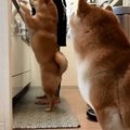 お兄ちゃん犬の行動…