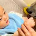 赤ちゃんを『保護犬…