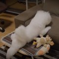 おやつが待ち遠しあ…