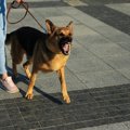 犬が『激怒している…