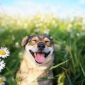犬と心が通じたと思…