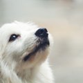 犬が『おもらし』を…