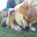 何があった？柴犬さ…
