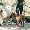 小型犬と大型犬では…