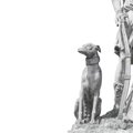 犬との強い絆を作っ…