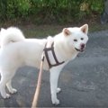 あっちいけー！悪戯…