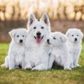 白い犬がかわいい♪小…