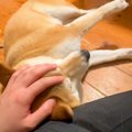 撫でられている犬に…
