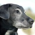 犬の17歳は長生き？…