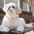 愛犬がその場から動…