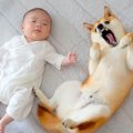 犬が『赤ちゃんから…