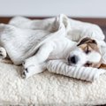 犬が熟睡している時…