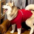 大型犬に服を着せて…