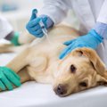 老犬にワクチン接種…