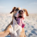 犬が喜びすぎている…