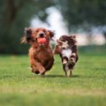 『負けず嫌いな犬』…