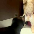 2匹の赤ちゃん犬が『…