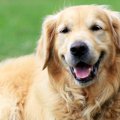 大型犬に多い「肘タ…