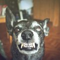 狂犬病の症状とは？…