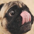 ダイエット中の犬で…