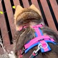 犬の散歩中、『助け…