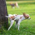 犬のマーキングには…