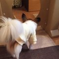 天気が悪い日にオス…