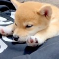 子犬がうたた寝して…