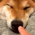 寝ている犬の鼻にイ…