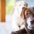 老犬が臭ってしまう…