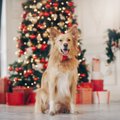 愛犬と過ごすクリス…