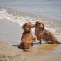 二頭目の犬を飼うな…