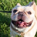 犬が『嬉しくてたま…