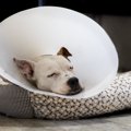犬のエリザベスカラ…