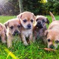 犬に安心して過ごし…