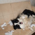 犬がやりがちな『お…