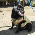 人気犬種ではなく、…